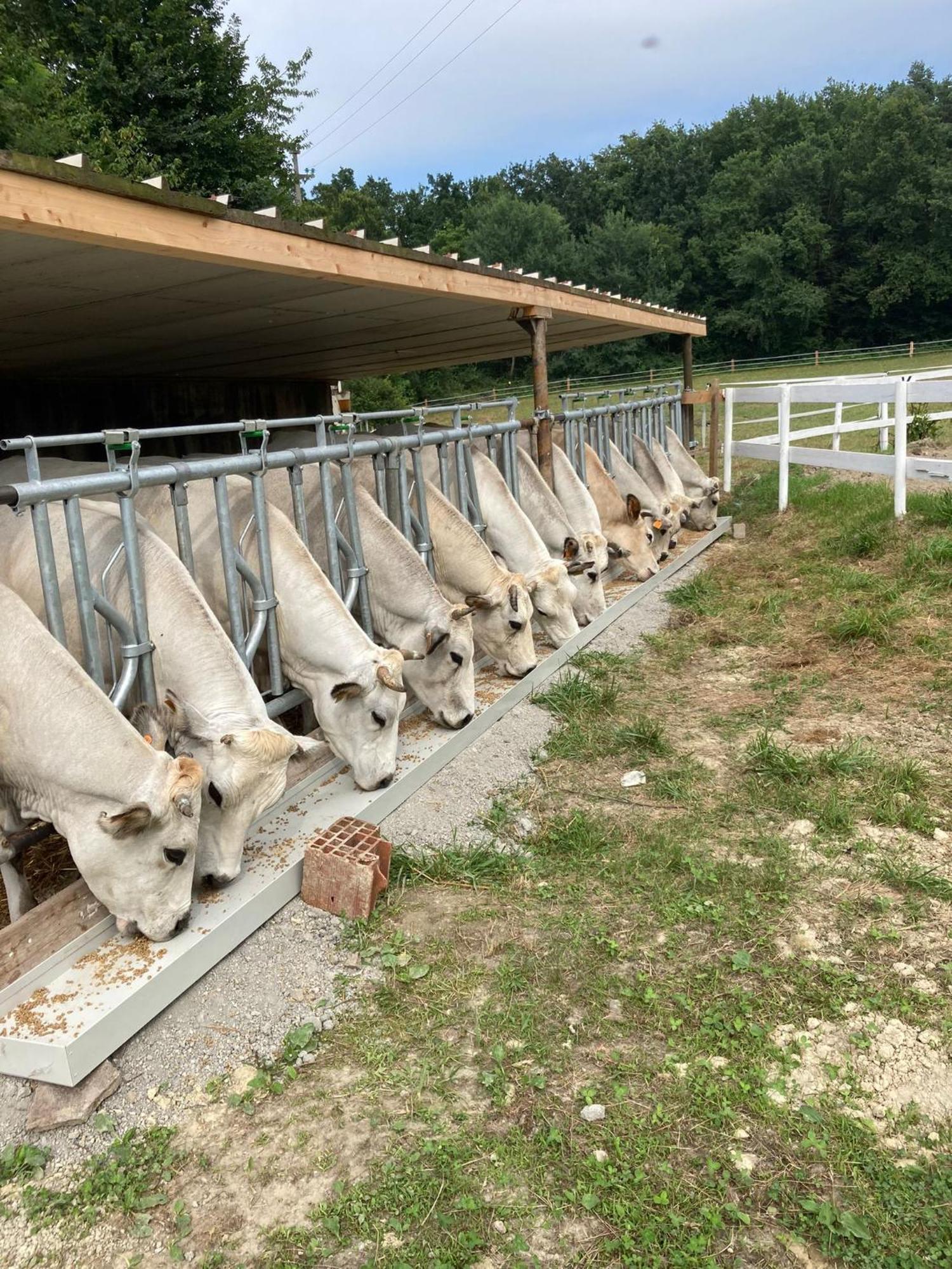 Agriturismo La Fornace Centro Ippico Villa Como Luaran gambar