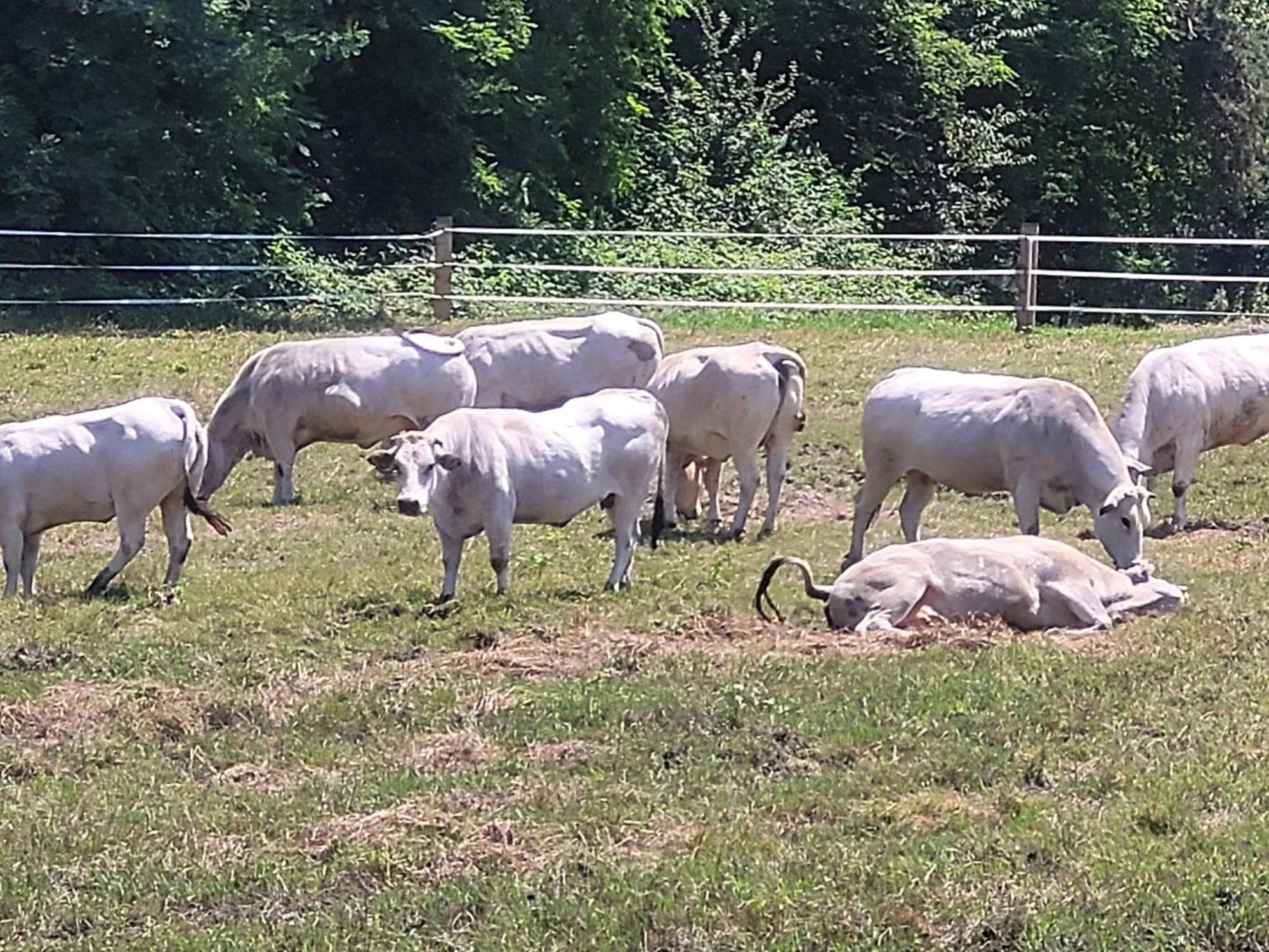 Agriturismo La Fornace Centro Ippico Como Luaran gambar