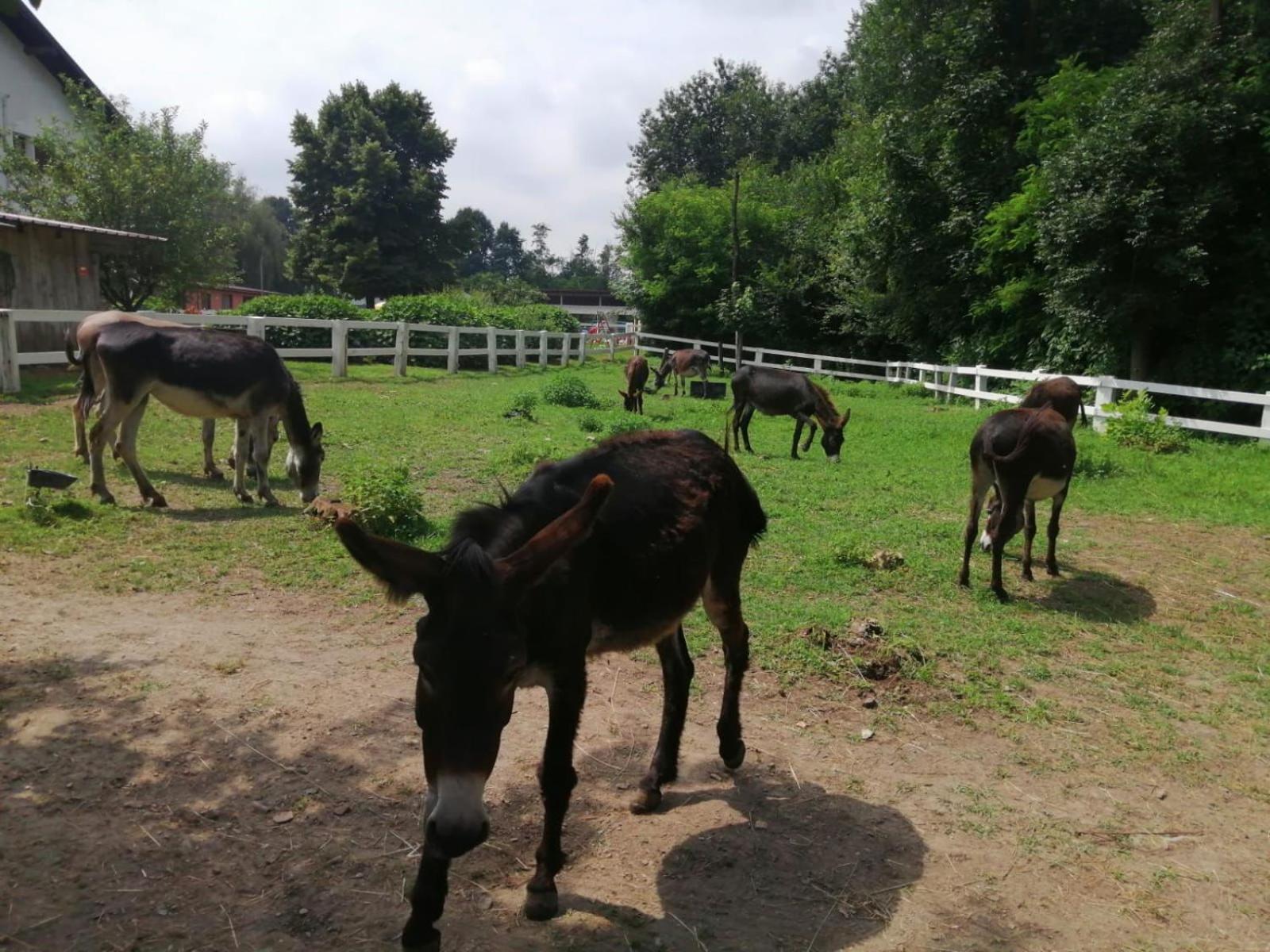 Agriturismo La Fornace Centro Ippico Villa Como Luaran gambar