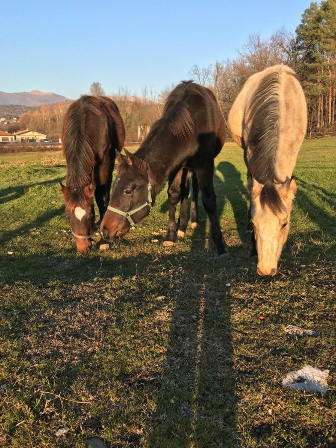 Agriturismo La Fornace Centro Ippico Villa Como Luaran gambar